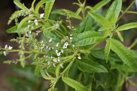 18 Medicinal Health Benefits Of Lemon Verbena (Aloysia citrodora)