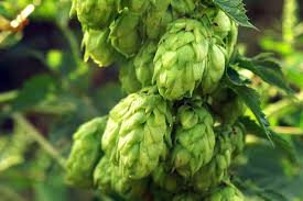 17 Medicinal Health Benefits Of Hops (Humulus lupulus)