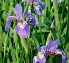 20 Medicinal Health Benefits Of Blue Flag (Iris versicolor)