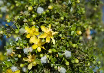 18 Medicinal Health Benefits Of Chapparral (Larrea tridentata)