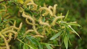 20 Medicinal Health Benefits Of White Willow (Salix alba) 20 Medicinal Health Benefits Of White Willow (Salix alba)