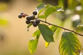10 Medicinal Health Benefits Of Alder Buckthorn (Rhamnus frangula)