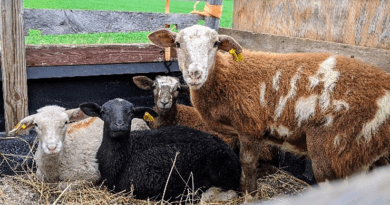 How to Introduce New Ruminant Animals to your Farm