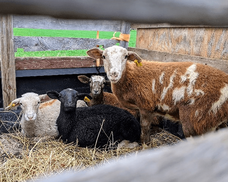 How to Introduce New Ruminant Animals to your Farm