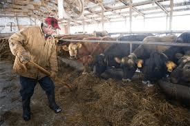 How to Introduce New Ruminant Animals to your Farm