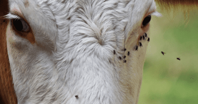 How to Prevent Flies on a Ruminant Farm