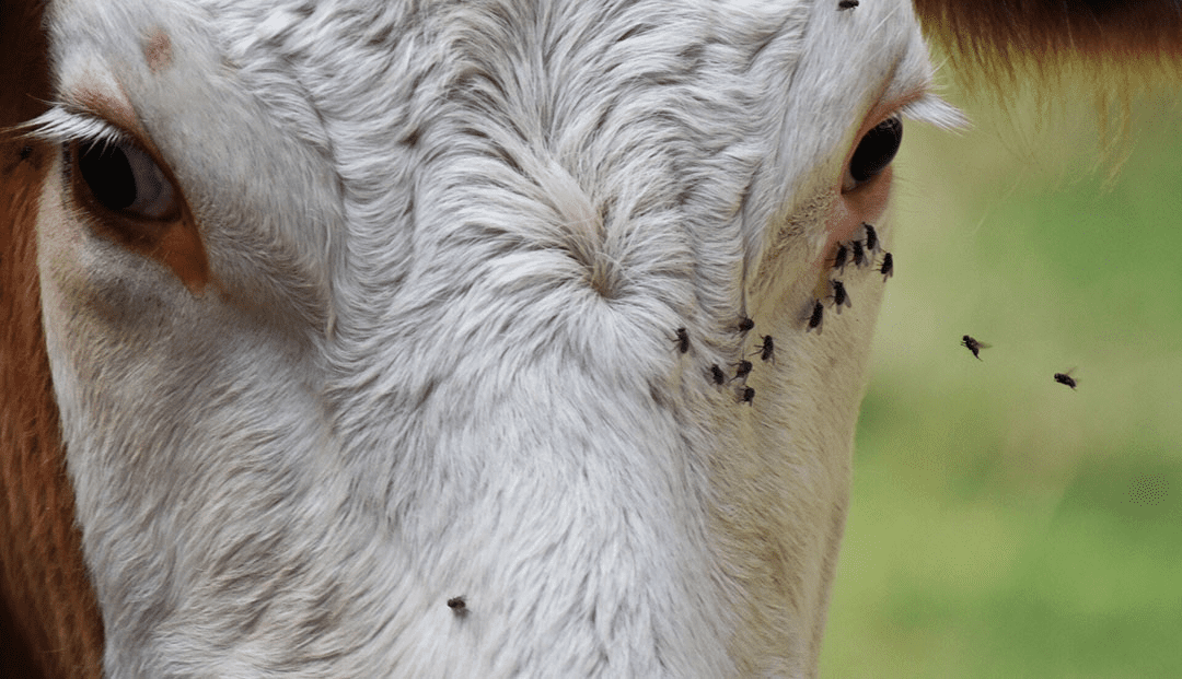 How to Prevent Flies on a Ruminant Farm