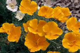 10 Medicinal Health Benefits Of Californian Poppy (Eschscholzia californica)