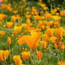 10 Medicinal Health Benefits Of Californian Poppy (Eschscholzia californica)