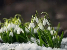 15 Medicinal Health Benefits Of Snowdrop