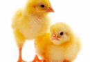 Chickens Open Wide for Gelatin Bead Vaccine
