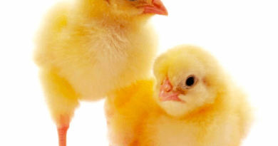Chickens Open Wide for Gelatin Bead Vaccine