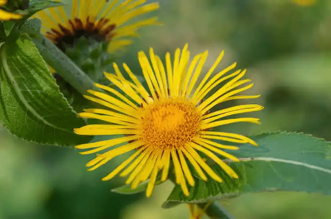 10 Medicinal Health Benefits Of Elecampane (Inula helenium) 10 Medicinal Health Benefits Of Elecampane (Inula helenium)