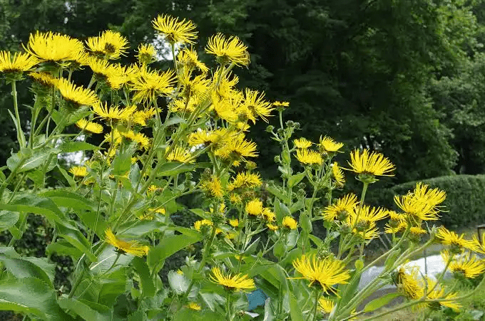 10 Medicinal Health Benefits Of Elecampane (Inula helenium) 10 Medicinal Health Benefits Of Elecampane (Inula helenium)