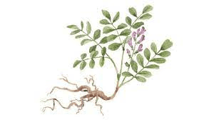 5 Health Benefits of Licorice Root (Glycyrrhiza glabra)