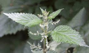 5 Health Benefits of Stinging Nettle (Urtica Dioica)