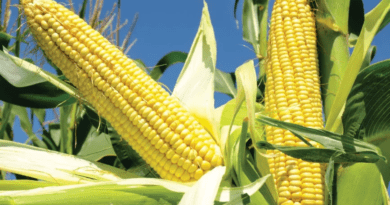 Zea Mays (Maize, Corn) Production: Comprehensive Growing Guide