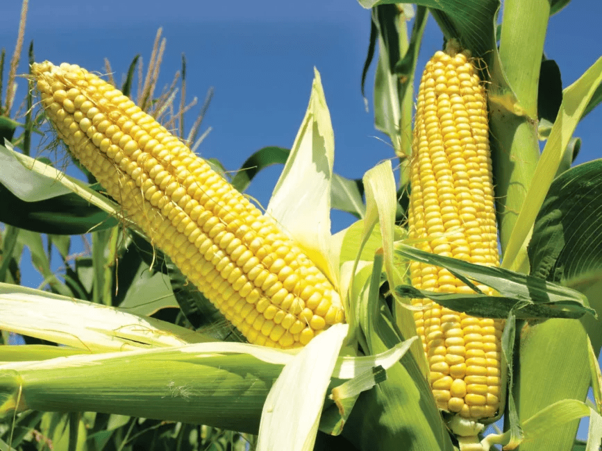 Zea Mays (Maize, Corn) Production: Comprehensive Growing Guide