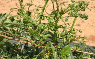 Tomato Leaf Curl or Leaf Roll - Causes and Preventive Measures