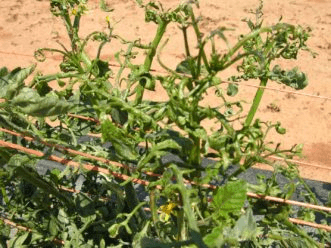 Tomato Leaf Curl or Leaf Roll - Causes and Preventive Measures