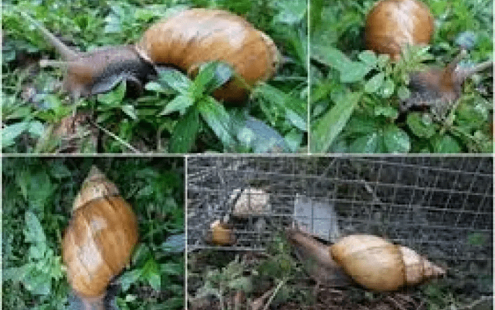 Different Systems of Snail Production
