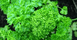 8 Health Benefits of Parsley (Petroselinum crispum)