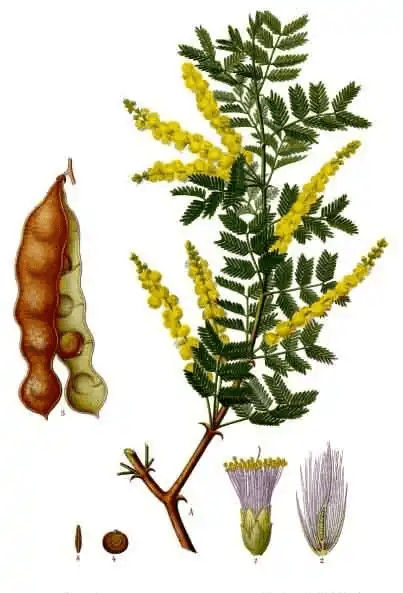 15 Medicinal Health Benefits Of Acacia Gum (Gum Arabic) 15 Medicinal Health Benefits Of Acacia Gum (Gum Arabic)
