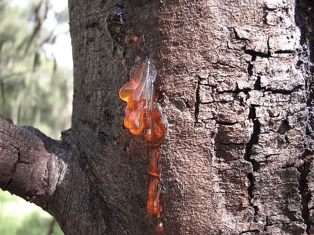15 Medicinal Health Benefits Of Acacia Gum (Gum Arabic) 15 Medicinal Health Benefits Of Acacia Gum (Gum Arabic)