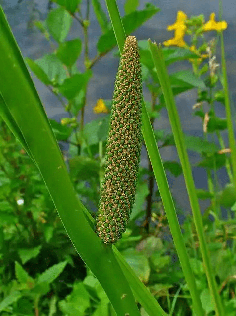 15 Medicinal Health Benefits Of Sweet Flag (Acorus Calamus)