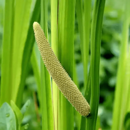 15 Medicinal Health Benefits Of Sweet Flag (Acorus Calamus)