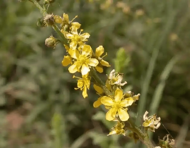 7 Medicinal Health Benefits Of Agrimony