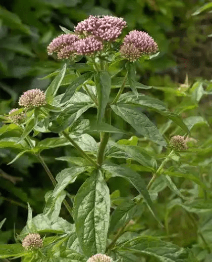 7 Medicinal Health Benefits Of Agrimony