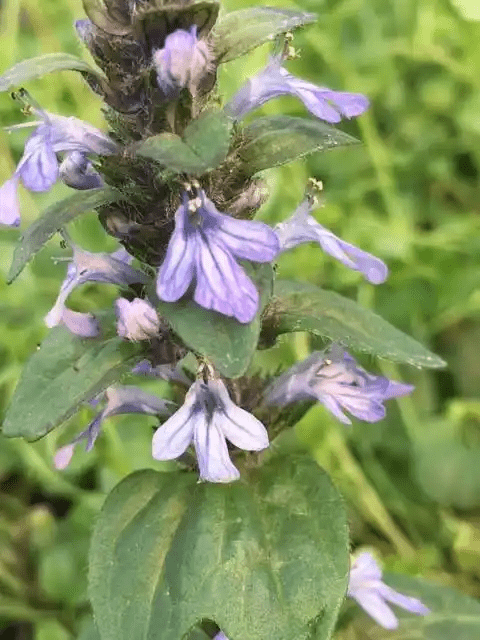 8 Medicinal Health Benefits Of Bugle (Ajuga reptans)