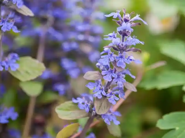 8 Medicinal Health Benefits Of Bugle (Ajuga reptans)