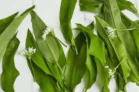 10 Medicinal Health Benefits Of Wild Garlic (Allium ursinum)