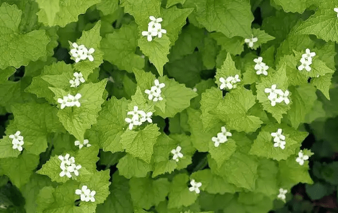 15 Medicinal Health Benefits Of Garlic Mustard (Alliaria petiolata) 15 Medicinal Health Benefits Of Garlic Mustard (Alliaria petiolata)