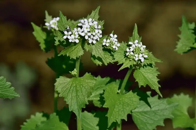 15 Medicinal Health Benefits Of Garlic Mustard (Alliaria petiolata) 15 Medicinal Health Benefits Of Garlic Mustard (Alliaria petiolata)