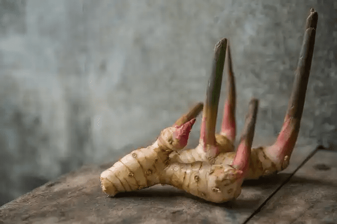 15 Medicinal Health Benefits Of Galangal (Alpinia galanga)