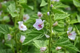 15 Medicinal Health Benefits Of Marshmallow (Althaea officinalis)