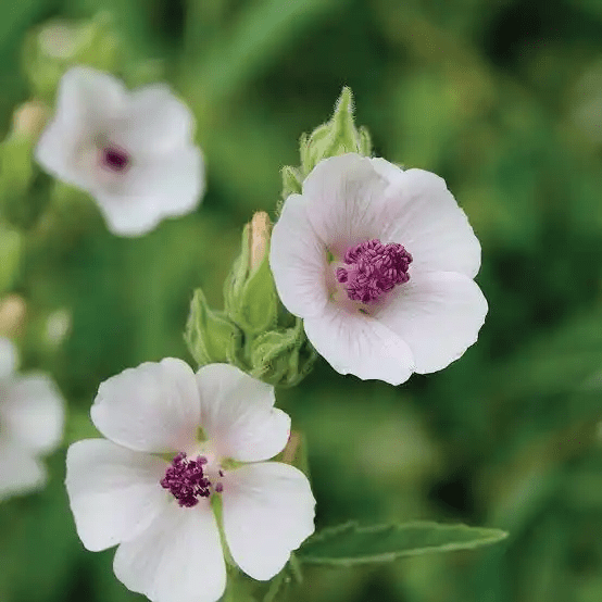 15 Medicinal Health Benefits Of Marshmallow (Althaea officinalis)