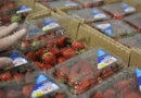 Storage Life of Harvested Crop Materials
