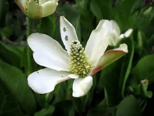 15 Medicinal Health Benefits Of Yerba Mansa (Anemopsis californica)