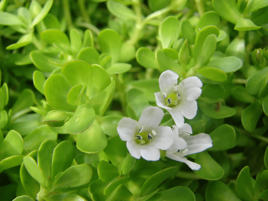 15 Medicinal Health Benefits Of Bacopa (Brahmi) 15 Medicinal Health Benefits Of Bacopa (Brahmi)