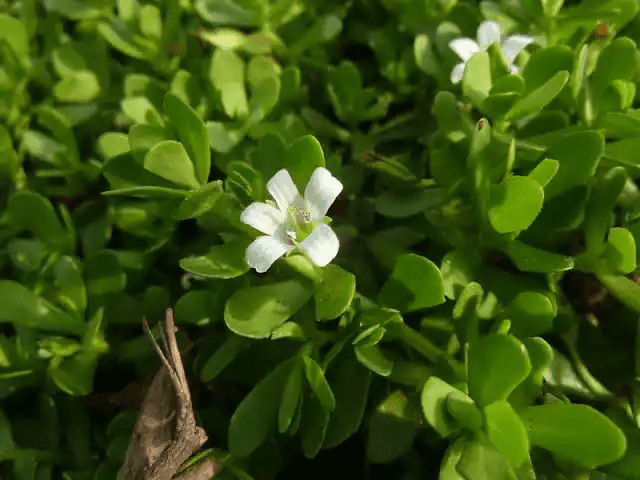 15 Medicinal Health Benefits Of Bacopa (Brahmi) 15 Medicinal Health Benefits Of Bacopa (Brahmi)