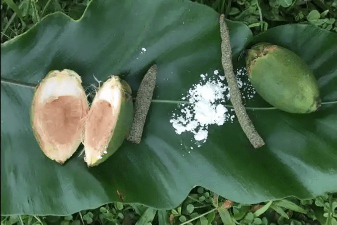 15 Medicinal Health Benefits Of Betel Nuts (Areca catechu)