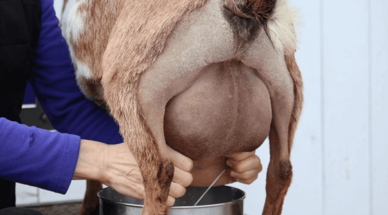 Guide On How To Increase Goats Milk