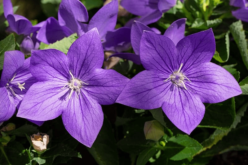 Balloon Flowers (Platycodon grandiflorus): All You Need to Know About