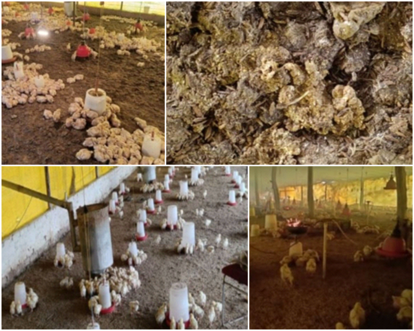 Poultry Management During Winter (Cold)