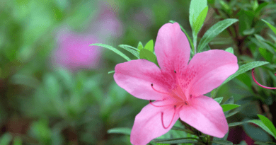 Azalea Flowers (Rhododendron spp): All You Need to Know About