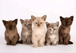 Burmese Cat Breed (Felis catus) Description and Complete Care Guide
